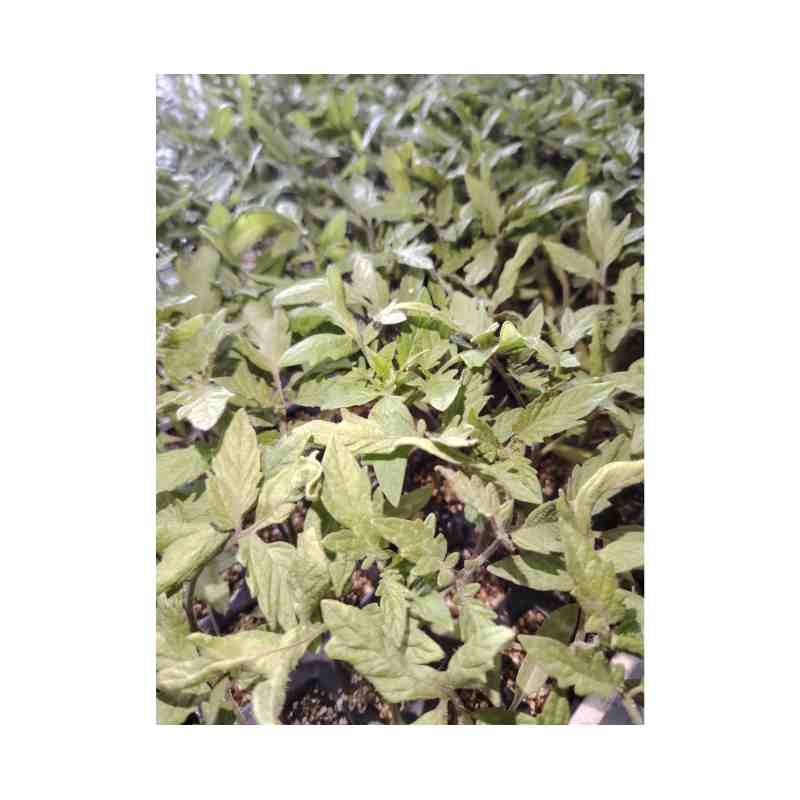 Planta de Tomate Patrol (Alto) - Imagen 2