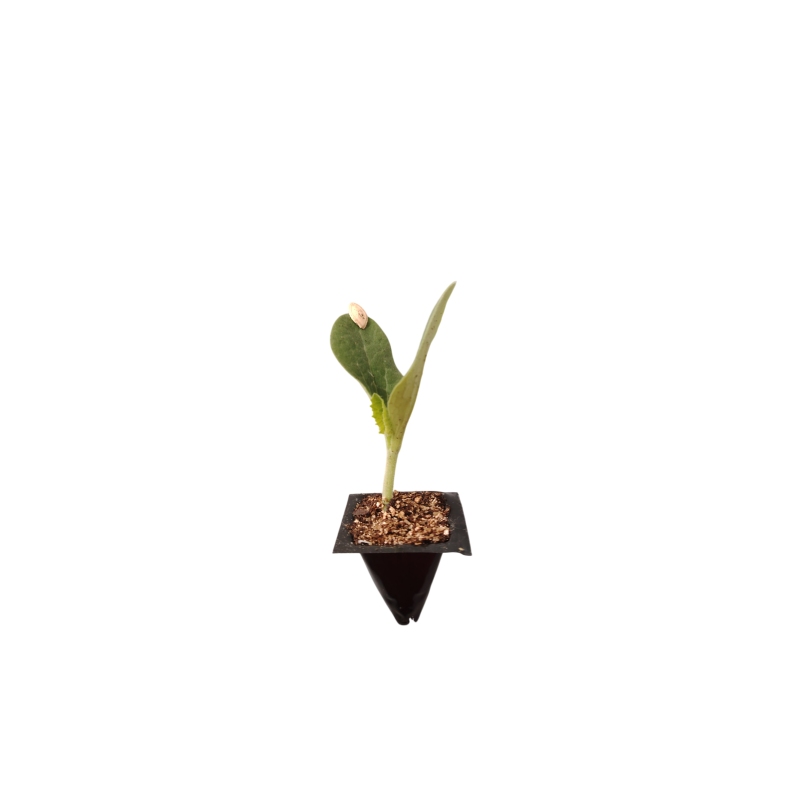 Planta de Calabacín Selección Premium
