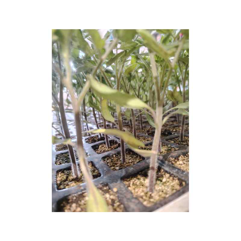 Planta de Tomate Patrol (Alto) - Imagen 3