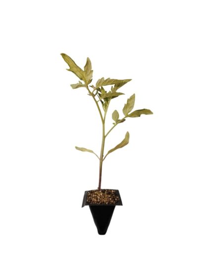 Planta de Tomate Patrol (Alto)