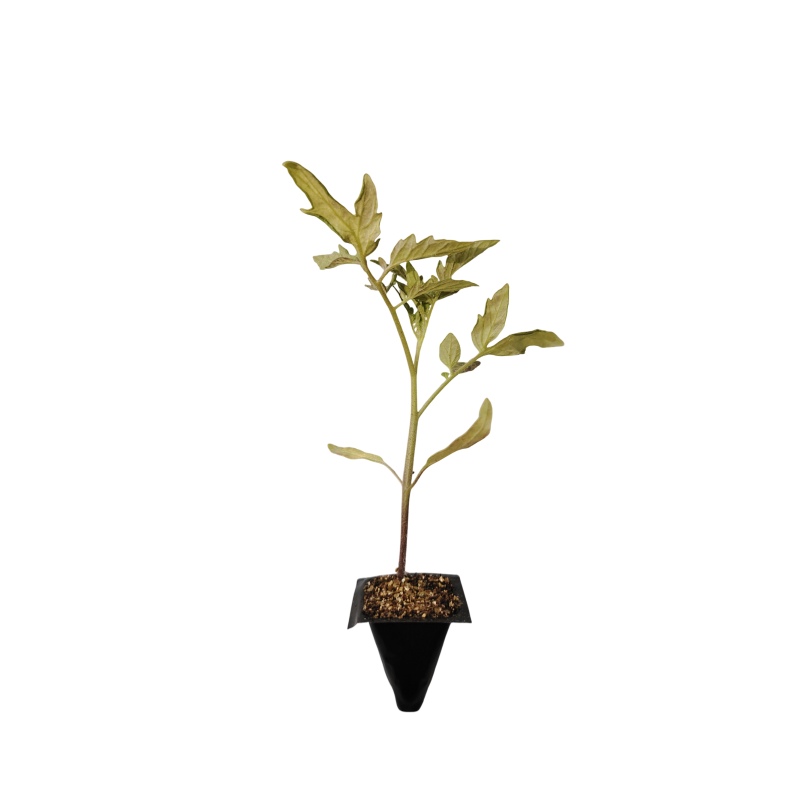 Planta de Tomate Patrol (Alto)