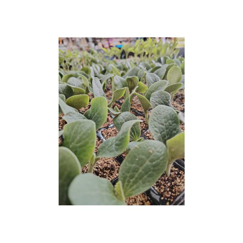 Planta de Calabacín Selección Premium - Imagen 2